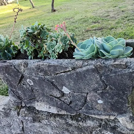 La Camelia Pontevedra