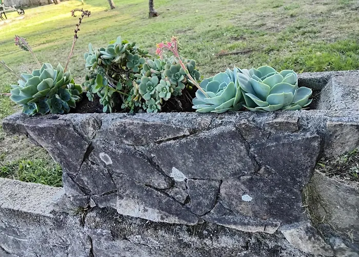 La Camelia Pontevedra